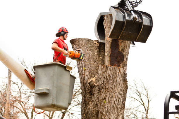 Best Leaf Removal  in USA